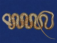 藏品(錦蛇)的圖片